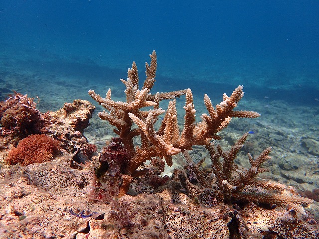 チーム美らサンゴ　サンゴ植え付け