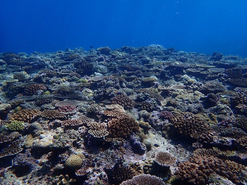 水中ゴミ拾い