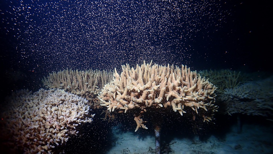 サンゴ産卵2021沖縄恩納村ラグーン