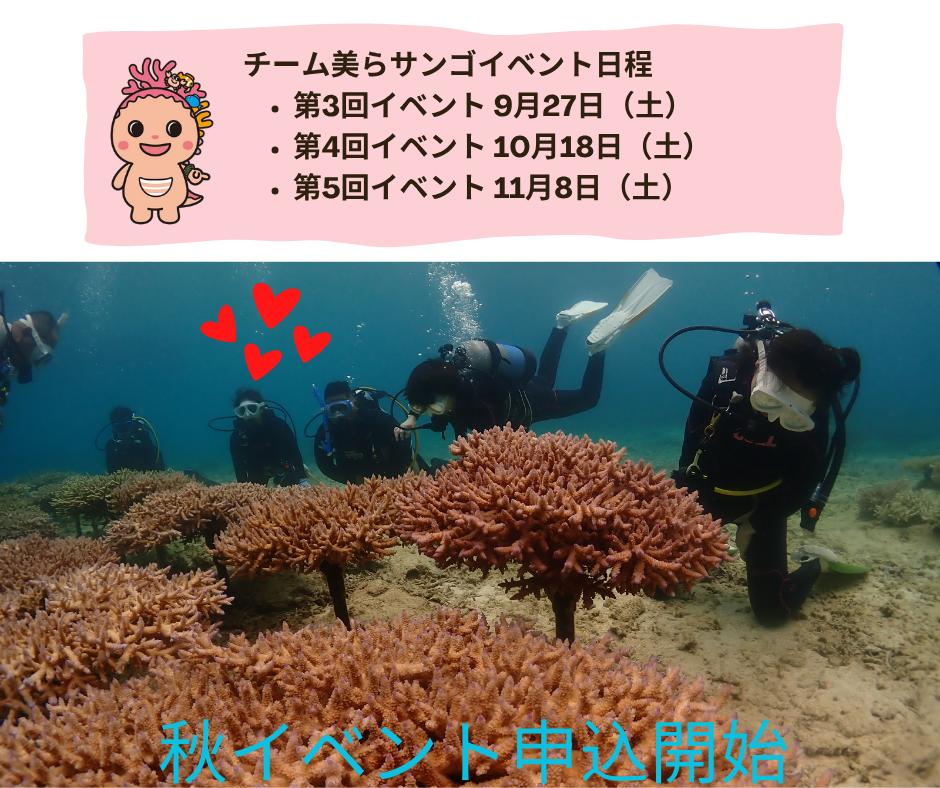 美らサンゴ